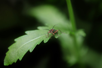 Fototapeta premium cute bug on green background