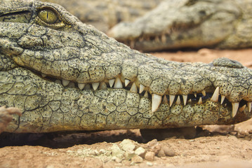 Obraz premium Nah genug