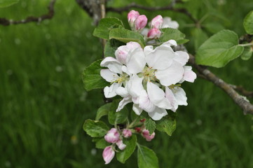 Obraz na płótnie Canvas Apple flower