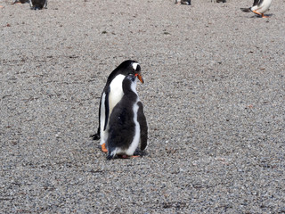 Obraz premium Feeding Gentoo puppies, Pygoscelis papua, Sounder Island, Falkland Islands-Malvinas