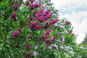 Flowering branch of lilac - 156525354