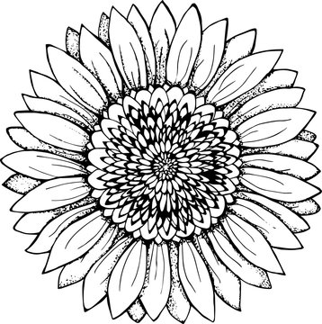 Black and white picture of a sunflower. Flower illustration