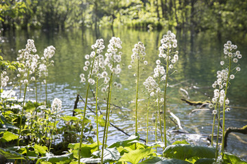 beautiful nature at  with close up on the vegetation at 