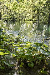 beautiful nature at  with close up on the vegetation at 