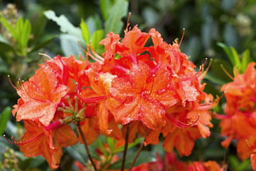 Orange azalea blooming in the garden