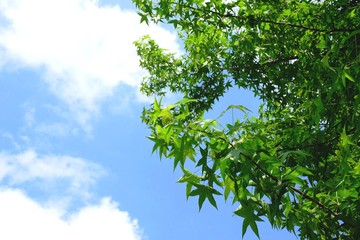 Obraz premium 青空と青葉