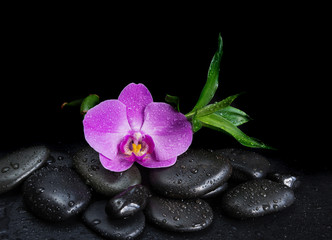 Fototapeta na wymiar Basalt stones, orchid flower and bamboo