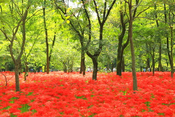 巾着田の曼珠沙華