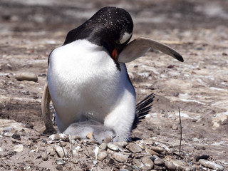 Gentoo penguin, Pygoscelis papua, heats the young, Sounders Island, Falkland Islands-Malvinas
