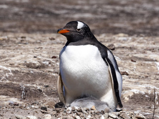 Gentoo penguin, Pygoscelis papua, heats the young, Sounders Island, Falkland Islands-Malvinas