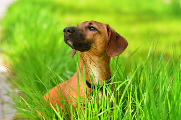 Dachshund dog in green grass. Dog on the lawn close-up