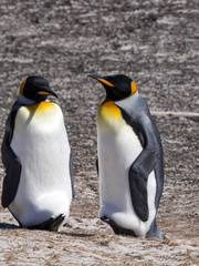 Fototapeta premium King Penguin, Aptenodytes patagonicus, of Sounders Island, Falkland Islands-Malvinas