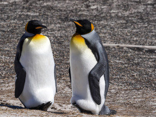 King Penguin, Aptenodytes patagonicus, of Sounders Island, Falkland Islands-Malvinas