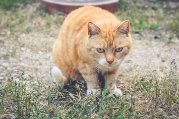 Portrait of a sad red cat outside