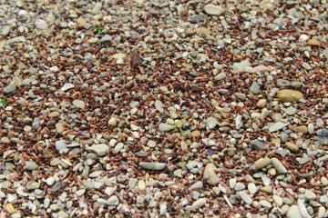 stones and shells on the sea shore