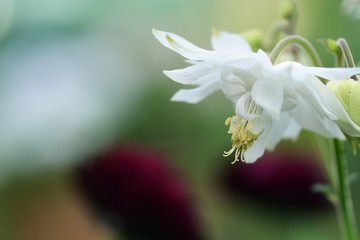 西洋オダマキ　グリーンアップルズのアップ