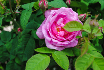 Pink rose and green leaves
