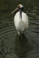 Obraz premium Red-Crowned Crane