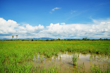 rice field landscape with blue sky and cloud