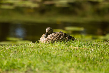 A beautiful adult mallard duck in the park