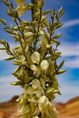 Obraz na płótnie Canvas Yucca flowers