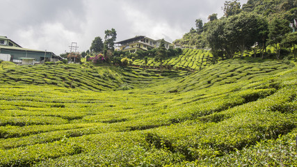 Fototapeta na wymiar Tea plantation in Cameron Highlands, Malaysia.