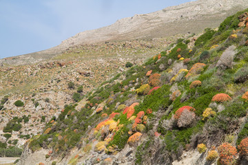 Hill on Crete, Greece, grown with spiny shrubs, such as Spiny Burnet and Greek spiny spurge