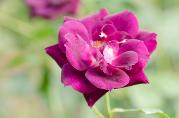 Purple roses flower blossom in a garden