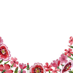 Wildflower carnation flower frame in a watercolor style isolated.