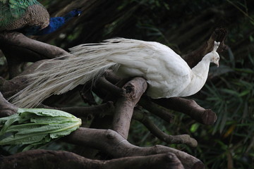 White Peacock