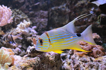 Fototapeta na wymiar Poisson coloré des fonds marins en aquarium