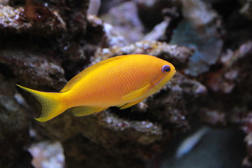 Poisson coloré des fonds marins en aquarium