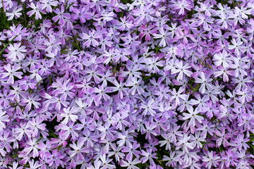 Beautiful background with Phlox subulata purple flowers.