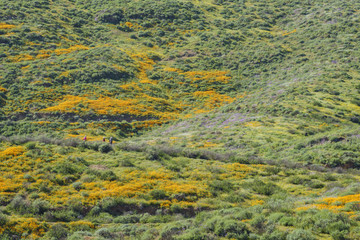 Lots of wild flower blossom at Diamond Valley Lake