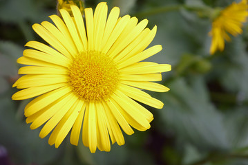 Doronicum orientale