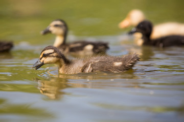 Ein braunes Entenküken im Wasser