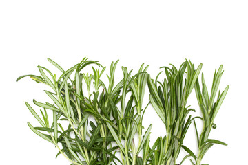 rosemary on white background
