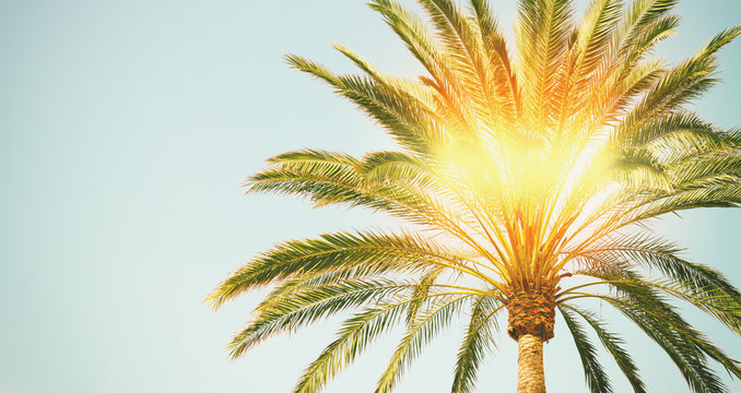 palm tree in blue sky with sunshine banner