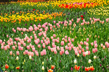 Field of multicolored tulips. Selective focus.