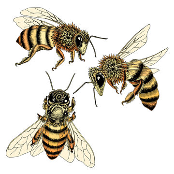 Hand drawn bees sketch set in honey spectrum color. Vector illustration of three bees from various angles in detail.