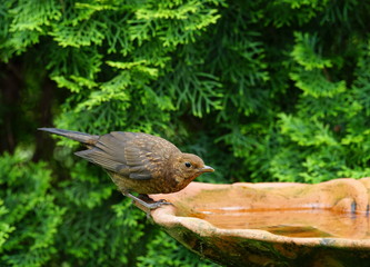 Junge Amsel,Drossel,Vogeltränke