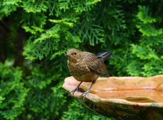 Junge Amsel,Drossel,Vogeltränke