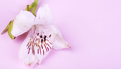 Close-up of a lily on pink background. Flowers isolated.
