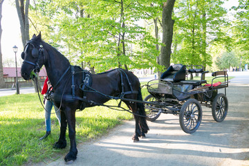 NESVIZH, BELARUS - May 20, 2017: a black carriage with a horse. Attraction for tourists.