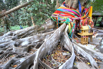 Big tree covered by powder and tied with multicolor fabrics (Faith of thai people) at Wat Pa Kham Chanod, Buddhist Temple in Udon Thani, Thailand