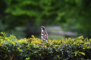 Sparrow