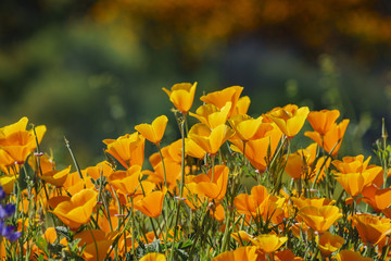 Lots of wild flower blossom at Diamond Valley Lake