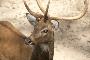 Close-up of a Red deer in front of a forest background.