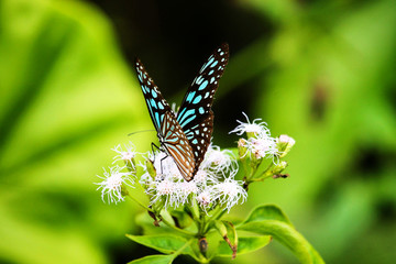 Beautiful butterfly