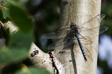 Blue-eyed darner dragonfly